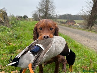 Cocker Spaniel dogs - Advert 1