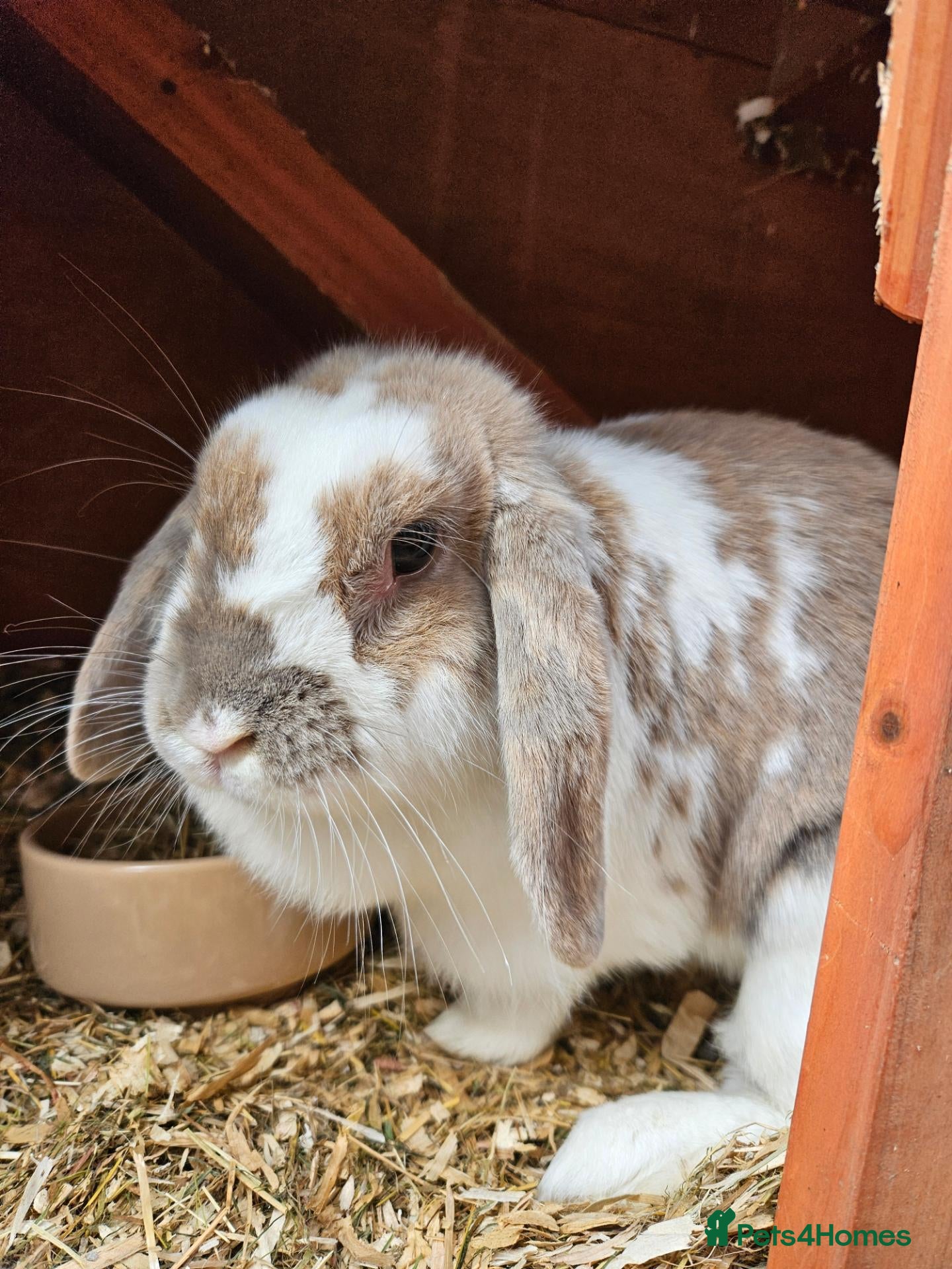 Mini Lop rabbits Mini Lop girl - Advert 1