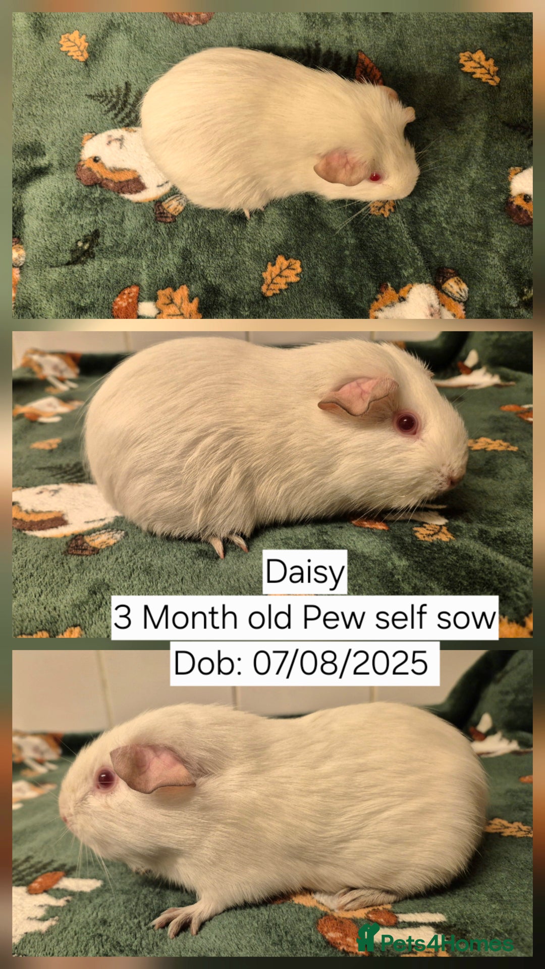 Guinea Pig rodents for sale: Two very pretty baby sow guinea pigs for sale 👀🏡 - Advert 1