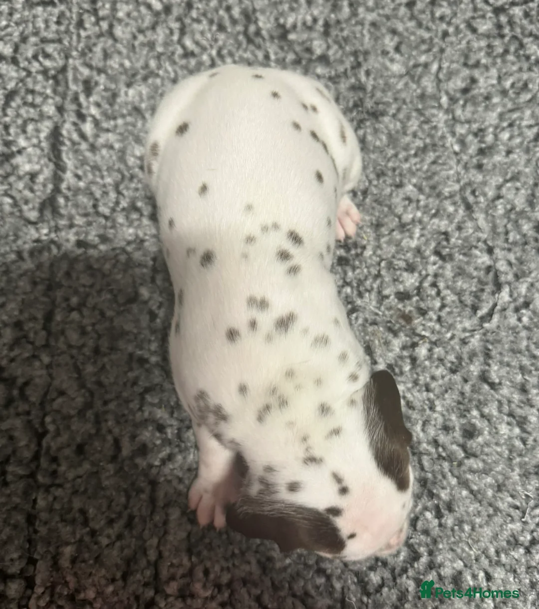 Dalmatian dogs for sale: Only 1 boy available  - Advert 27
