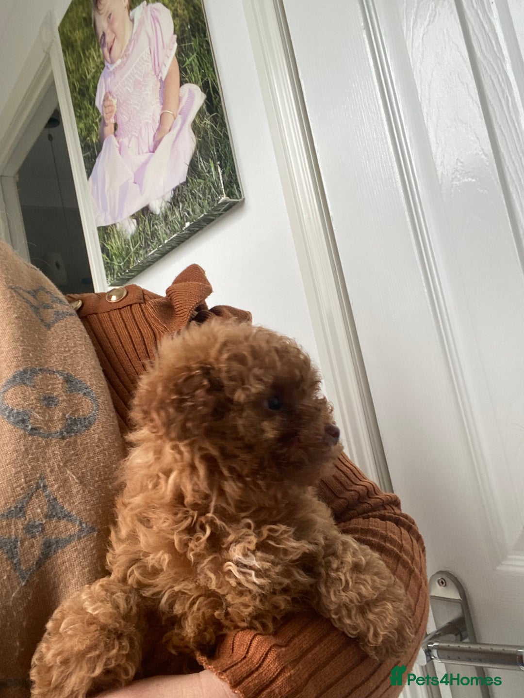 Toy Poodle dogs for sale: Toy poodle puppies  - Advert 24