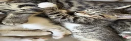 Mixed Breed cats for sale: 7 beautiful kittens - Advert 8