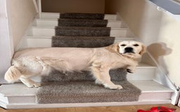Golden Retriever dogs for sale: Gorgeous 9 months old Golden Retriever  - Image 7