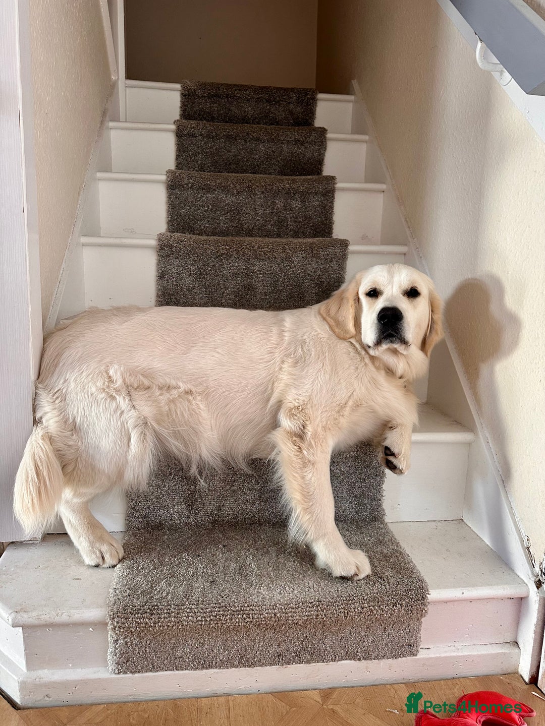 Golden Retriever dogs for sale: Gorgeous 9 months old Golden Retriever  - Image 7