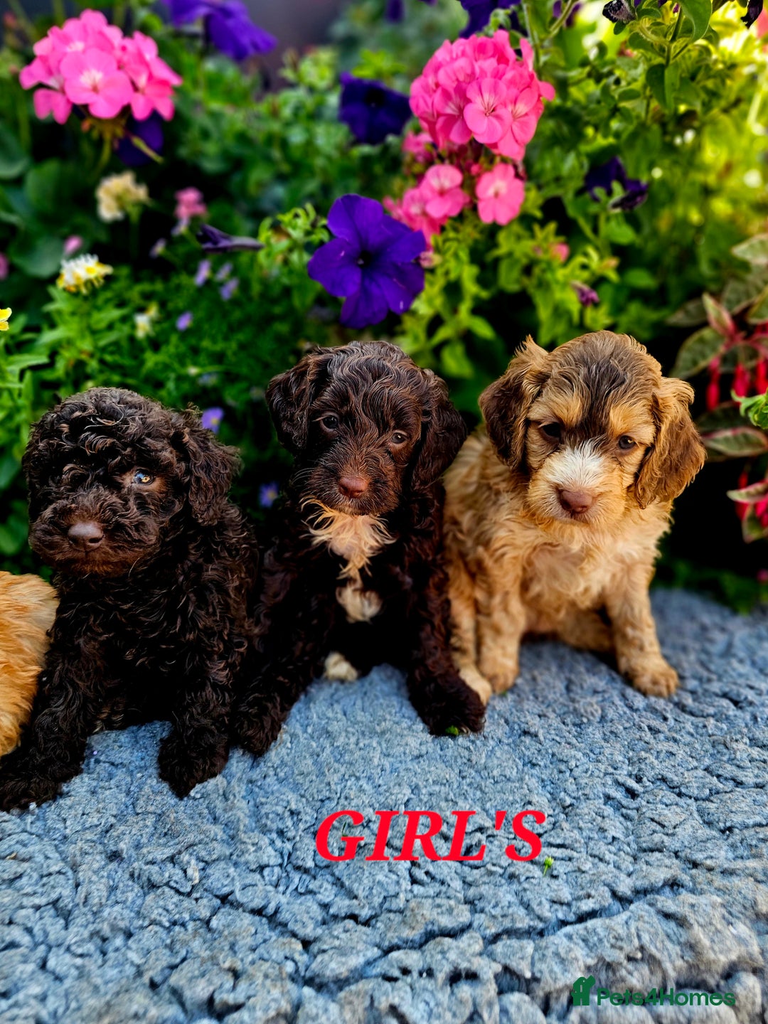 Cockapoo dogs for sale: Top quality F1 health tested cockapoos  - Image 12