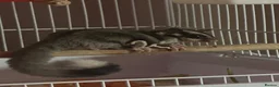 Sugar Glider rodents for sale: Sugar Glider  in Waltham Abbey - Advert 6