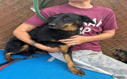 Mixed Breed dogs for adoption: Paige - Norwich Norfolk  - Image 7