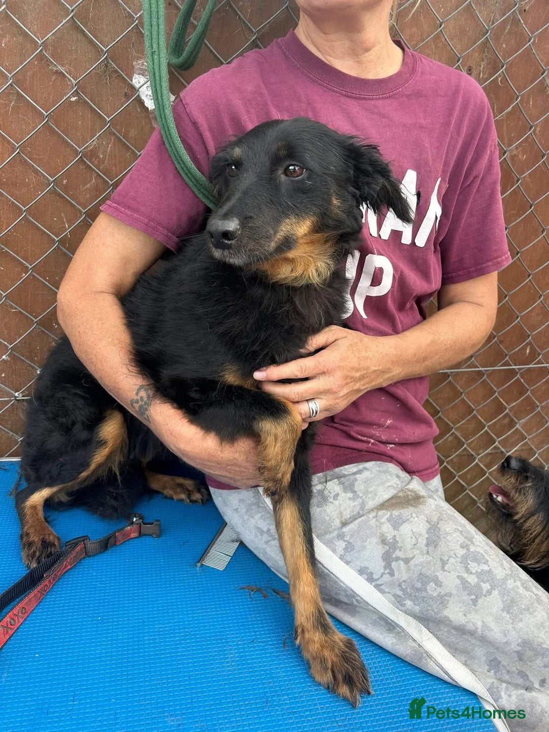 Mixed Breed dogs for adoption: Paige - Norwich Norfolk  - Image 7
