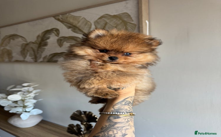 Pomeranian dogs - Advert 14