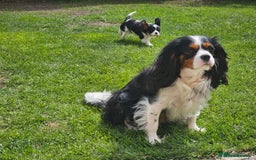 Cavalier King Charles Spaniel dogs for sale: Beautiful Cavalier King Charles Spaniel Puppy, F - Image 4