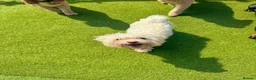 Bichon Frise dogs for sale: Two Bichon Frise Ready for their New Home - Advert 3