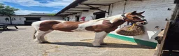 Other Breed horses for sale: Gelding 14hh  - Advert 4