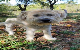 Mixed Breed dogs for adoption: Randolph, 2 - 3 yrs. Available for adoption. - Image 11
