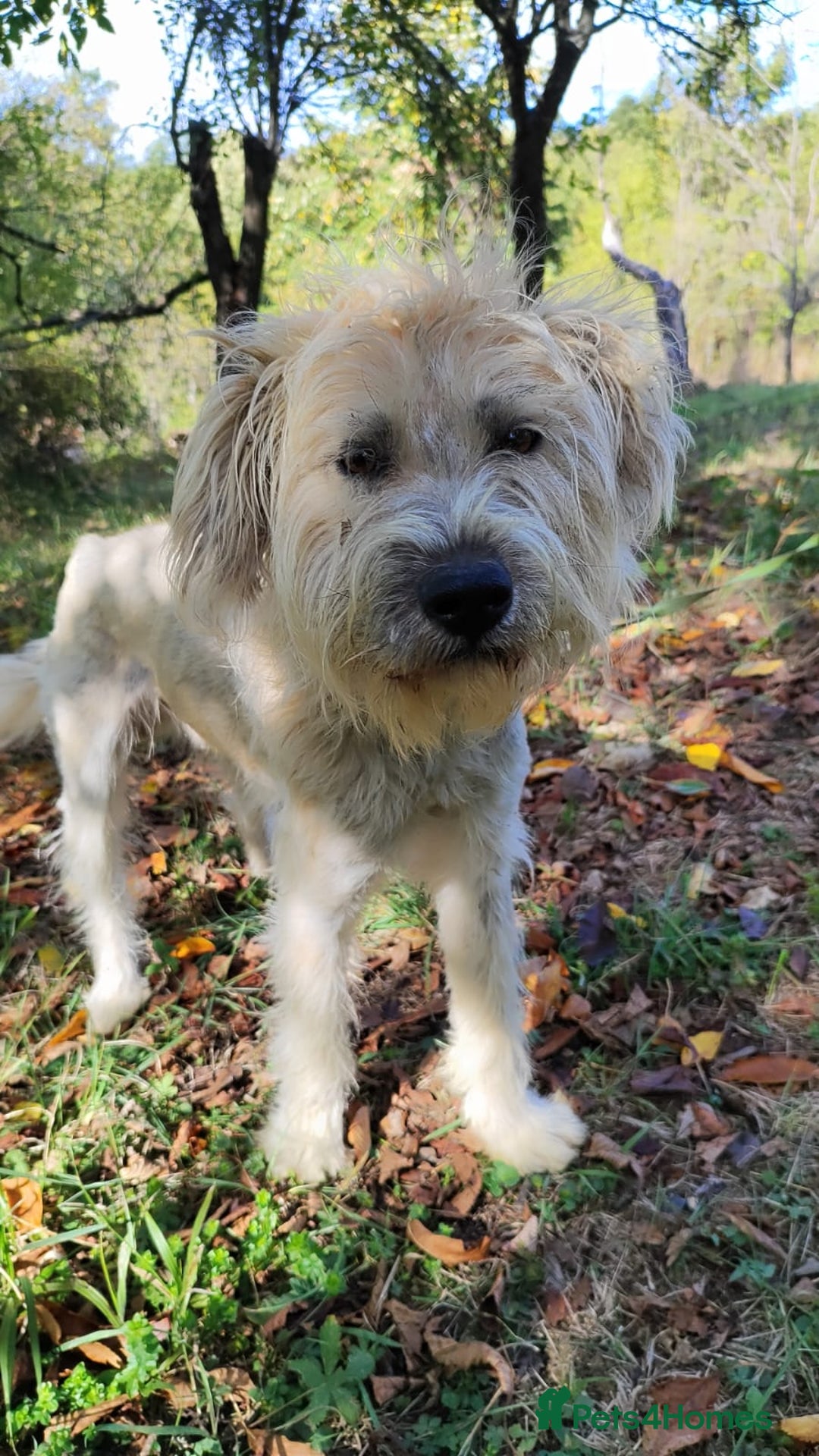 Mixed Breed dogs for adoption: Randolph, 2 - 3 yrs. Available for adoption. - Image 11