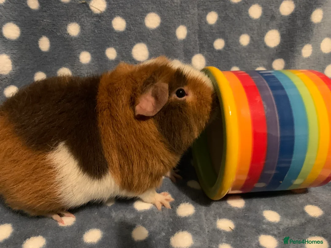 Guinea Pig rodents for sale: Stunning purebred teddy Guinea pig boy  - Advert 5