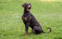 Dobermann dogs for sale: DOBERMAN PUPPIES WITH FANTASTIC PEDIGREE - Image 14
