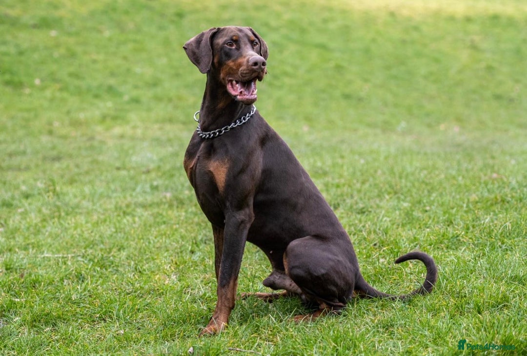 Dobermann dogs for sale: DOBERMAN PUPPIES WITH FANTASTIC PEDIGREE - Image 14