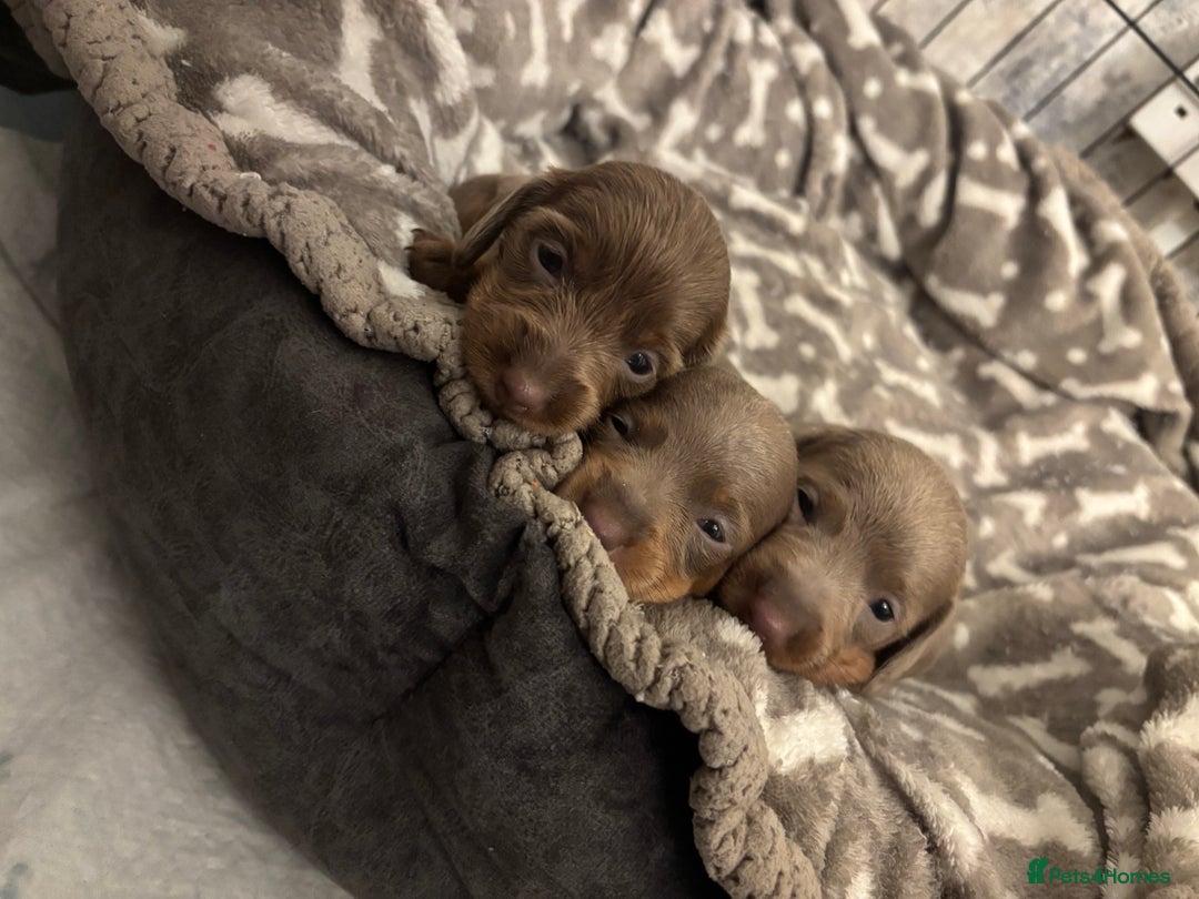 Miniature Dachshund dogs for sale: Beautiful Isabella & Tan miniature dashchunds✨🐾 - Image 8