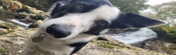 Border Collie dogs for stud: Milo for stud (PROVEN) in Chesterfield - Advert 39