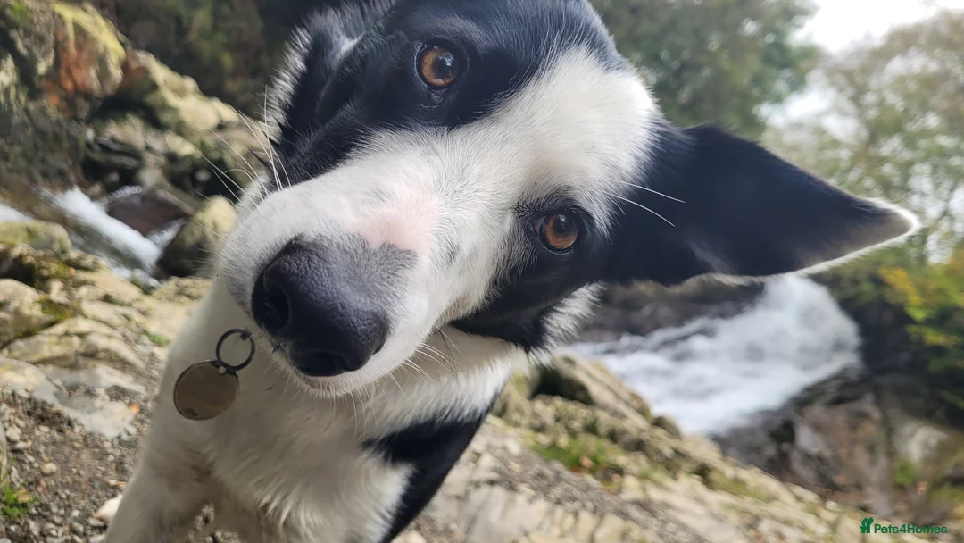 Border Collie dogs for stud: Milo for stud (PROVEN) in Chesterfield - Advert 39