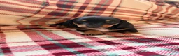 Dachshund dogs for sale: Quality Dachunds - Advert 20