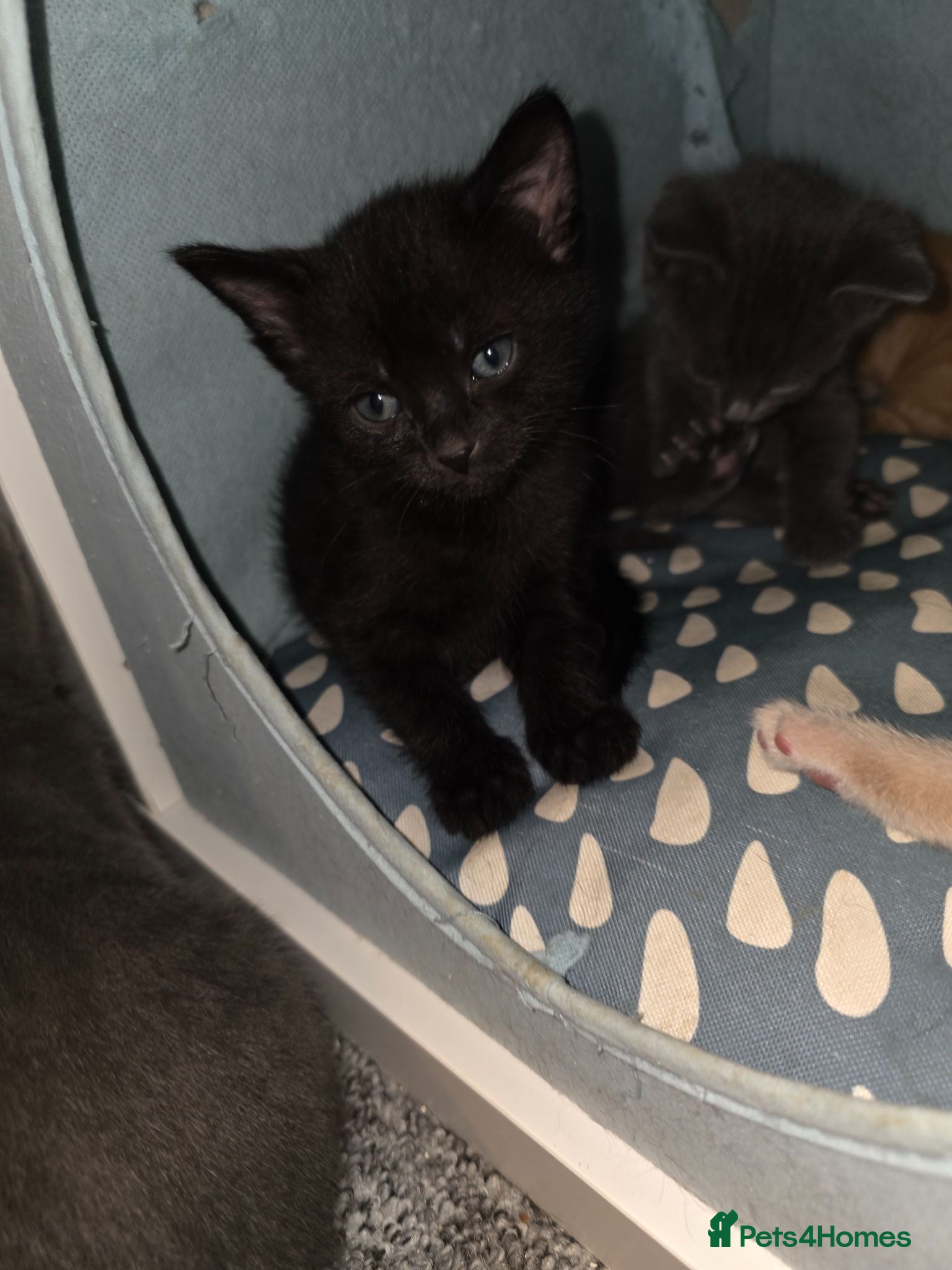 Mixed Breed cats Last Kitten in litter - Advert 1