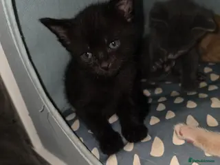 Mixed Breed cats Last Kitten in litter - Advert 3