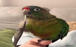 Conures birds for sale: Conure for sale - Image 4