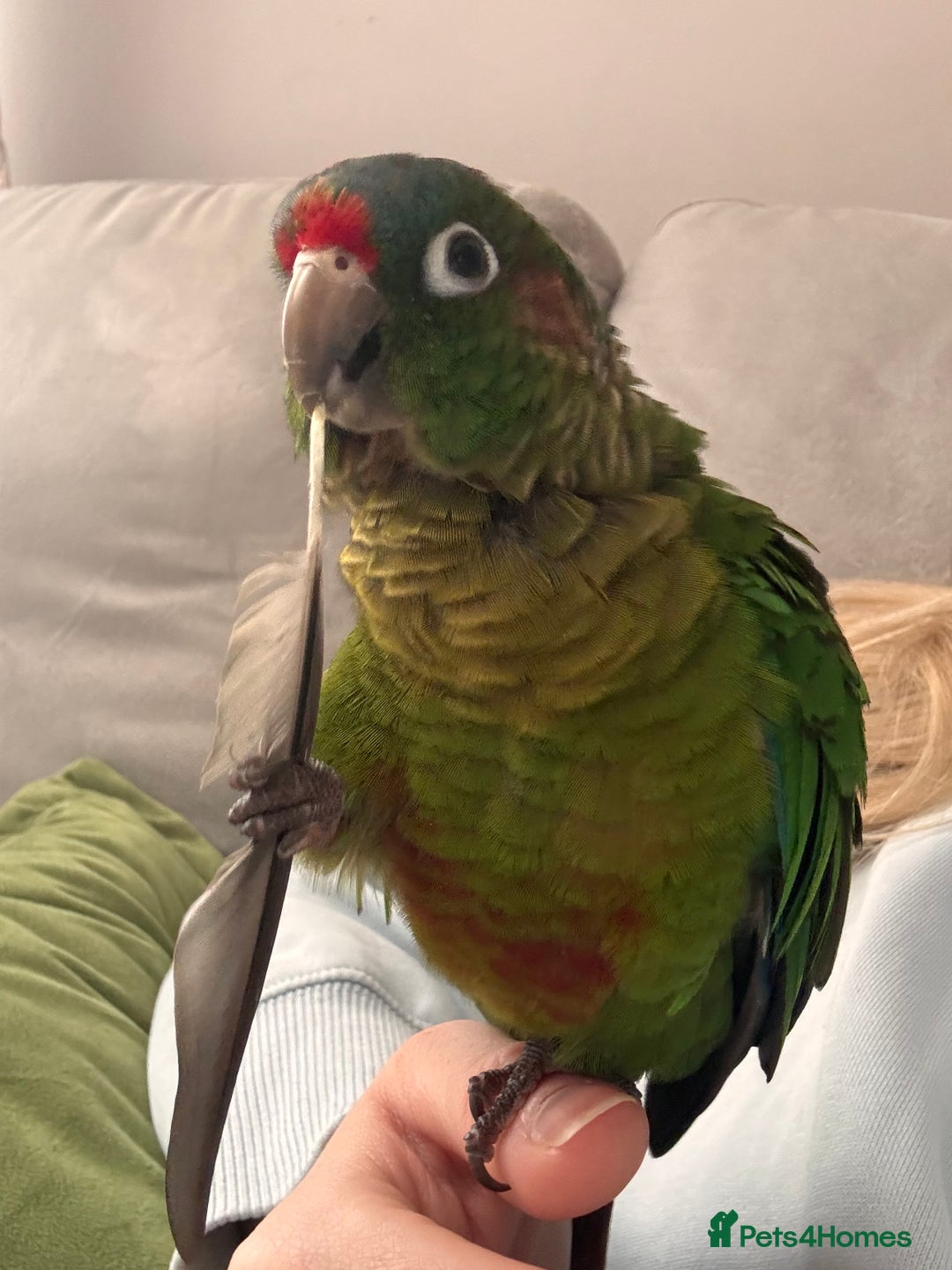 Conures birds for sale: Conure for sale - Image 4