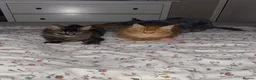 Maine Coon cats for sale: 2 Maine Coon Cats Seeking a Loving New Home - Advert 26