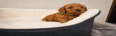 Labradoodle Puppy 2