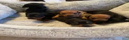 Dachshund dogs for sale: Miniature dashund  - Advert 8