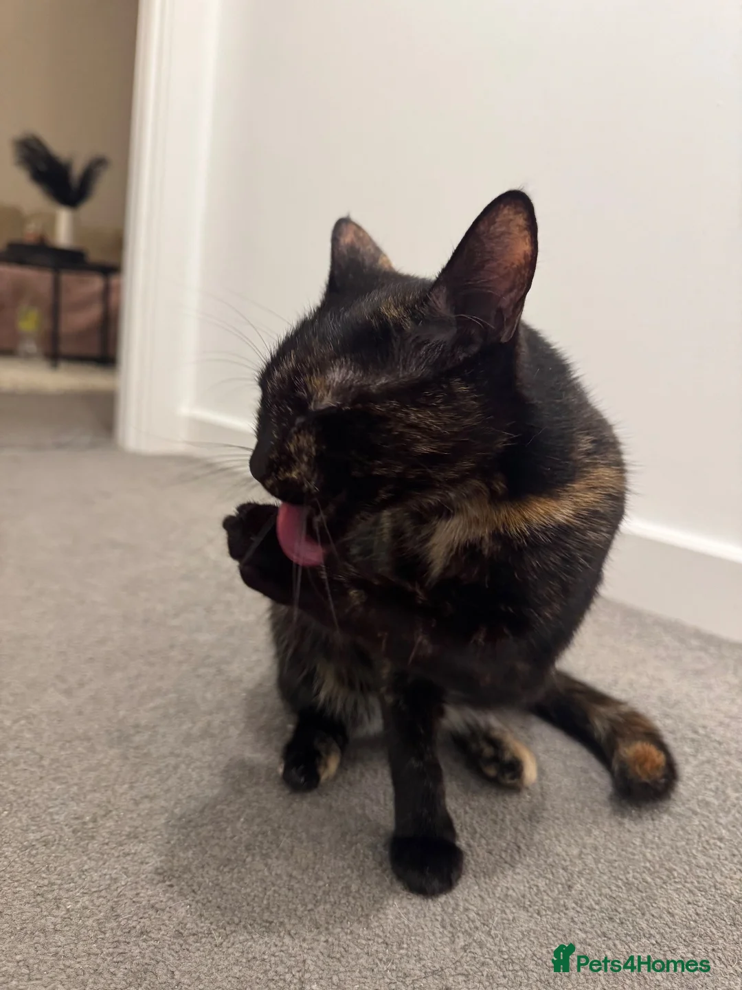 Mixed Breed cats for sale: female cat needs new home asap. - Advert 2