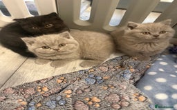 British Shorthair cats for sale: Beautiful British shorthair champion bloodlines - Image 4