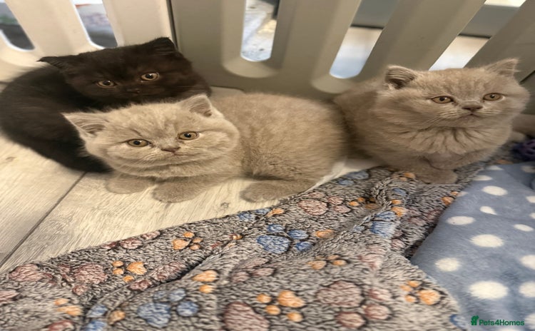 British Shorthair cats - Advert 14