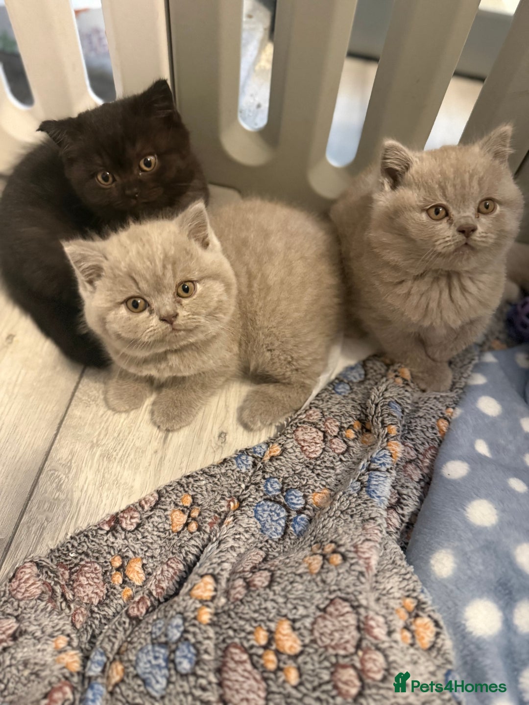 British Shorthair cats for sale: Beautiful British shorthair champion bloodlines - Image 4