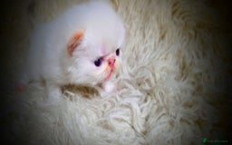 Persian cats for sale: Beautiful and Rare Purebred Persian Kittens - Image 16
