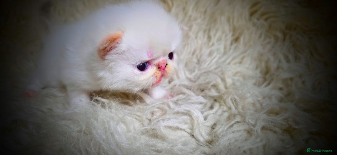 Persian cats for sale: Beautiful and Rare Purebred Persian Kittens - Image 16