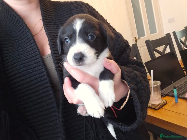 Sprollie dogs - Advert 6