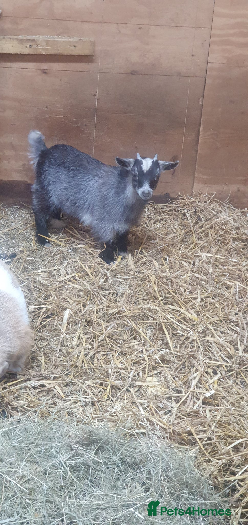 Goats livestock Lovely pygmy goats 🐐  - Advert 2
