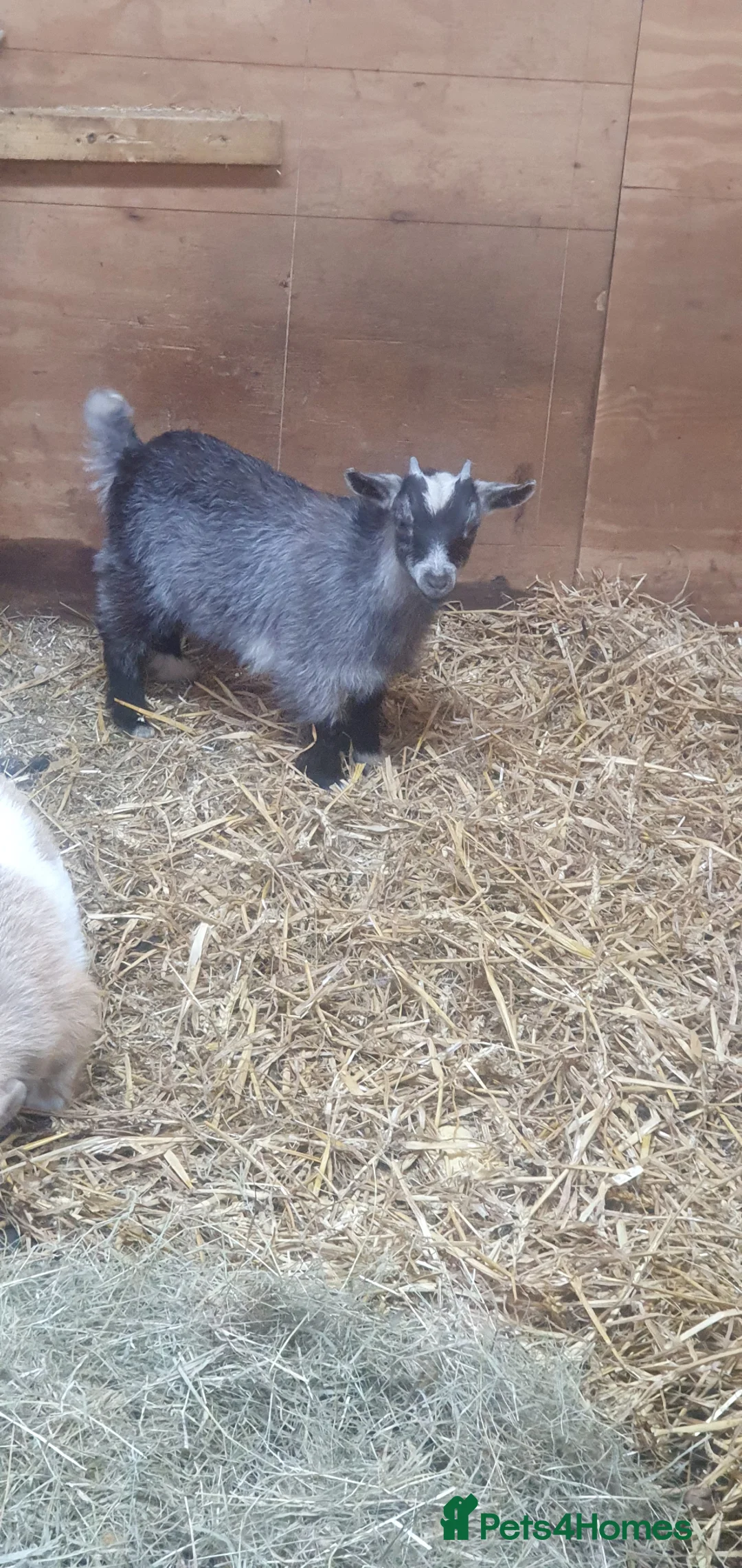 Goats livestock for sale: Lovely pygmy goats 🐐  - Advert 2