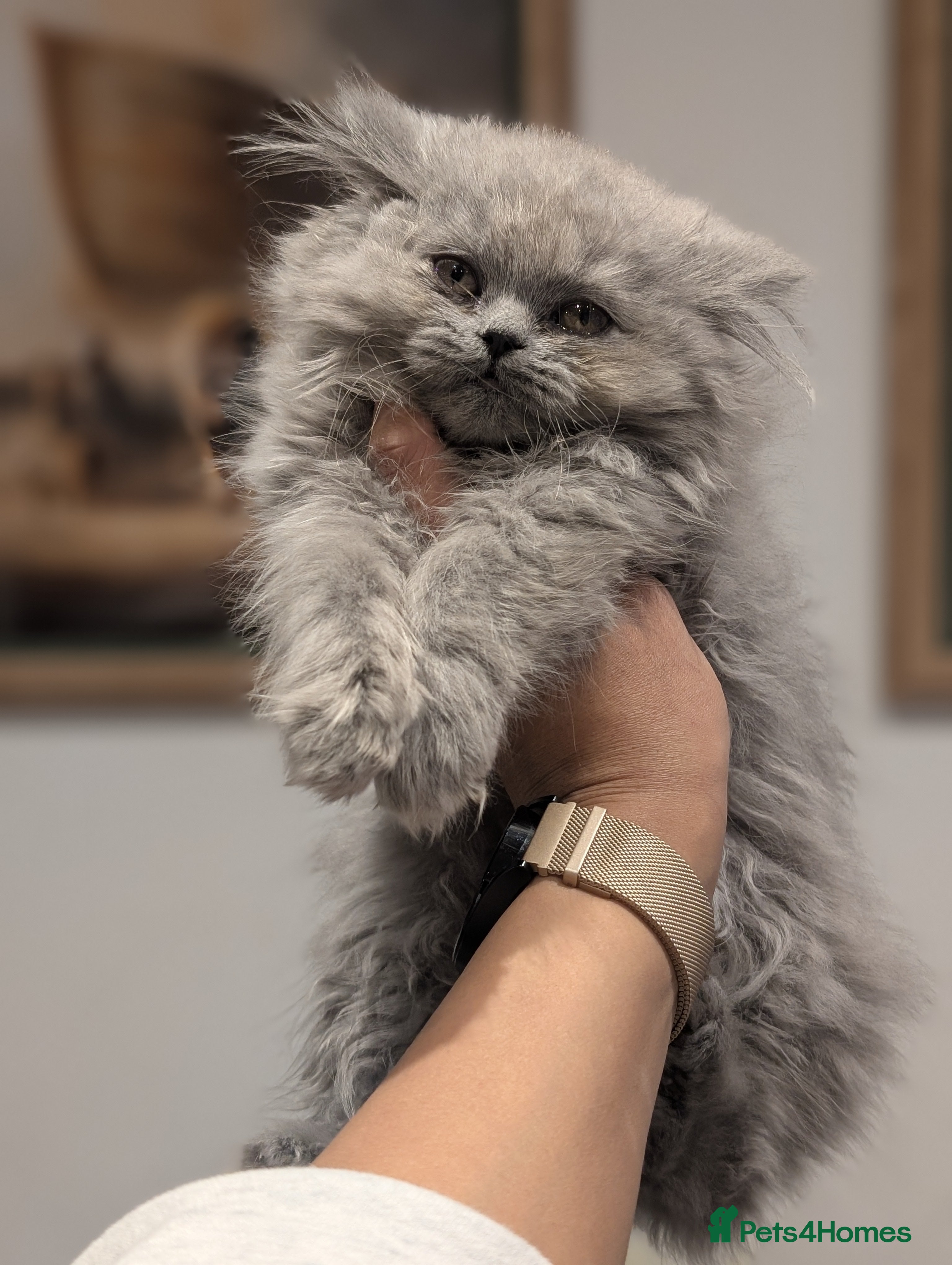 British Longhair cats British longhair girl ready to go - Advert 2