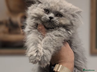 British Longhair cats British longhair girl ready to go - Advert 17