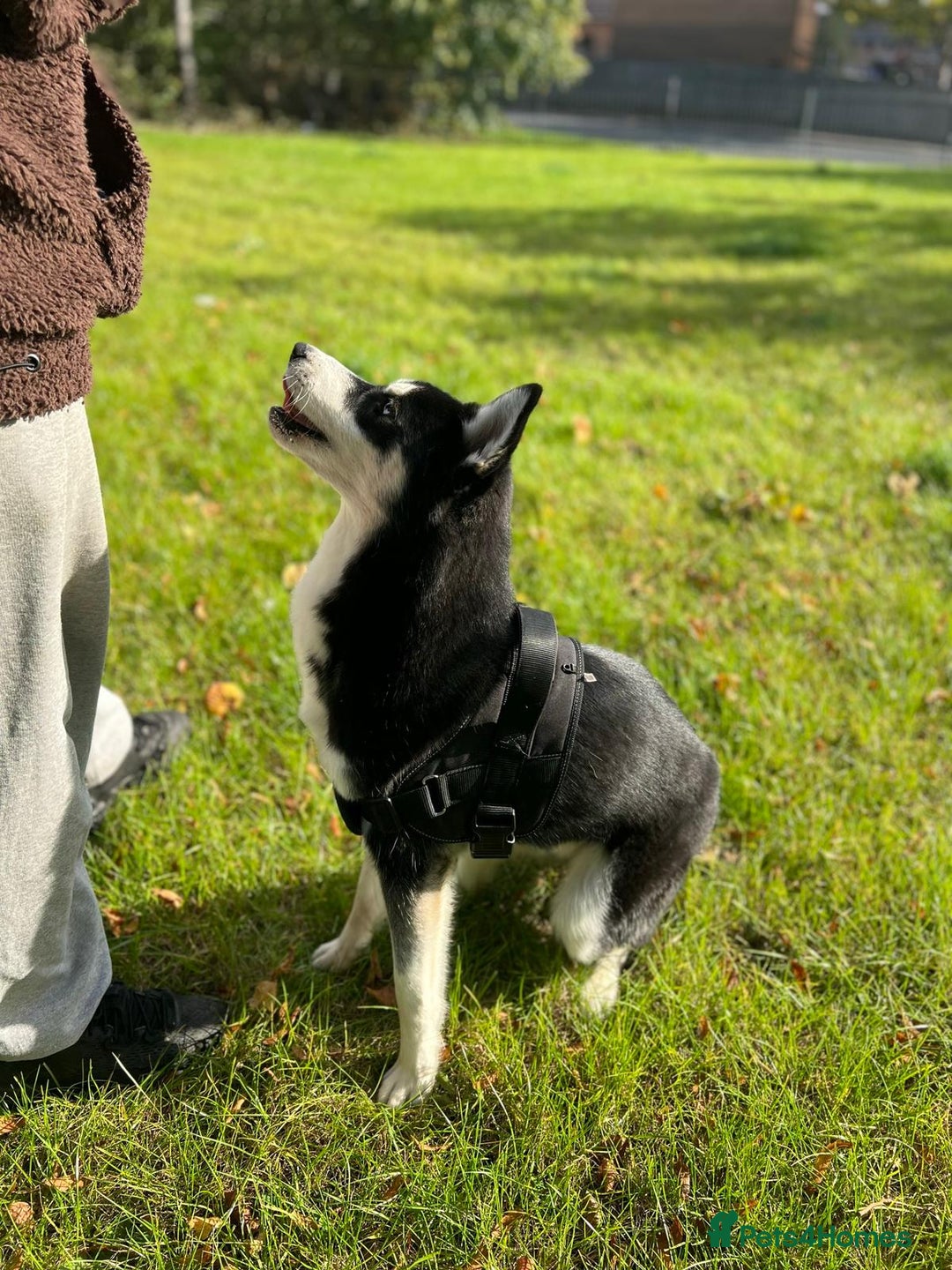 Mixed Breed dogs for sale: Siberian Husky/Border Collie cross - Advert 2