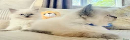 Ragdoll cats for sale: Stunning Bluepoint Ragdoll Kittens for sale - Advert 10