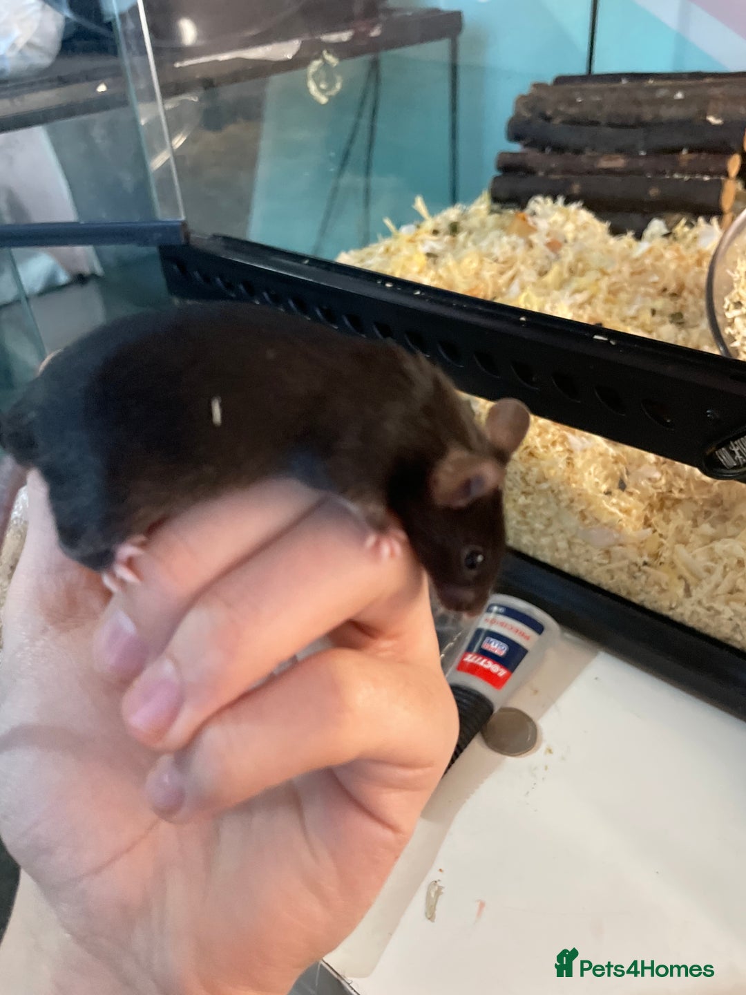 Mouse rodents for sale: All with exo terra £130 - Advert 4