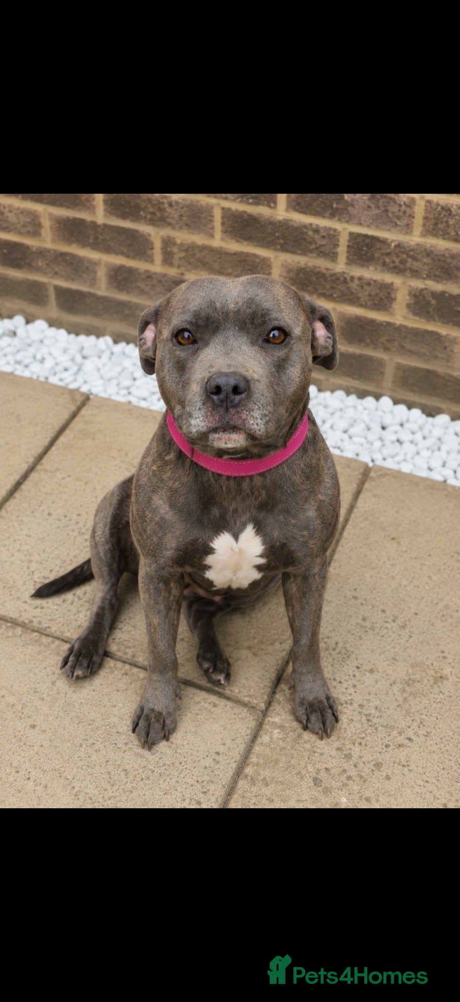 Staffordshire Bull Terrier dogs KC Registered Blue Staffy Puppies – Champion Lines - Advert 2