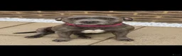Staffordshire Bull Terrier dogs for sale: KC Registered Blue Staffy Puppies – Champion Lines - Advert 2