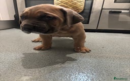 Cane Corso dogs for sale: Cane corso - Image 4