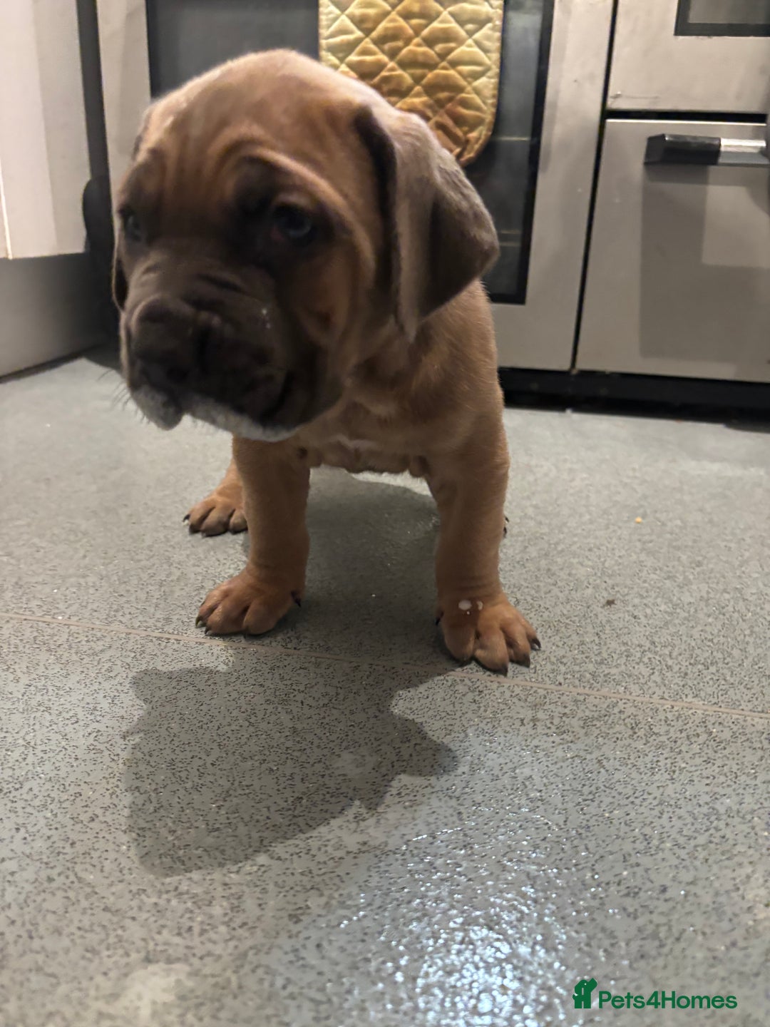 Cane Corso dogs for sale: Cane corso - Image 4